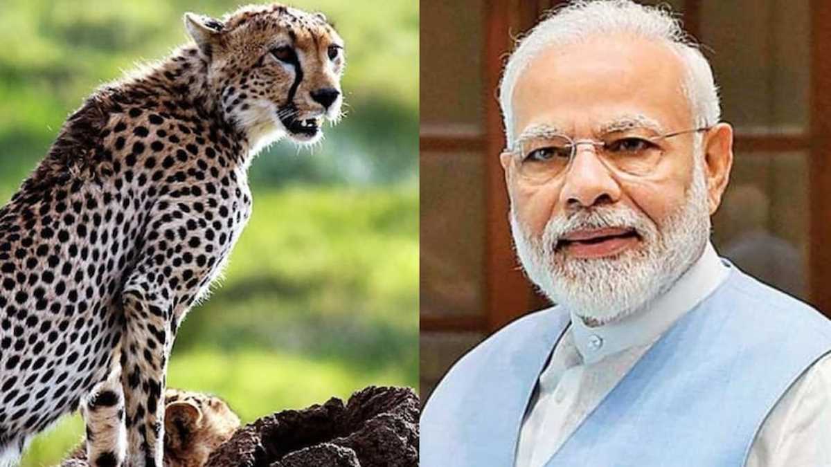 प्रधानमंत्री मोदी हुए 72 साल के, नामीबिया से लाए गए चीतों को कुनो राष्ट्रीय उद्यान में छोड़ेंगे
